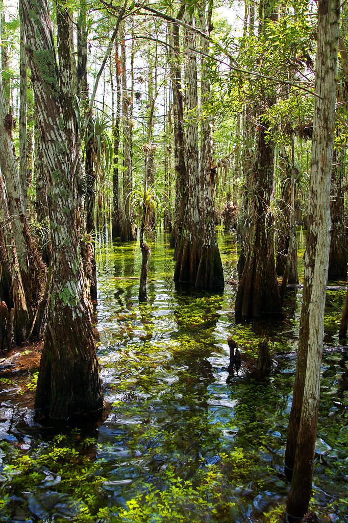 Inside of a mangrove forest