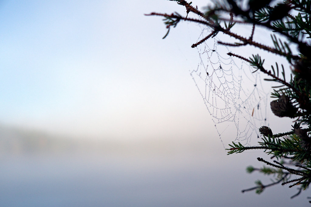 Spider's web in misty morning conditions