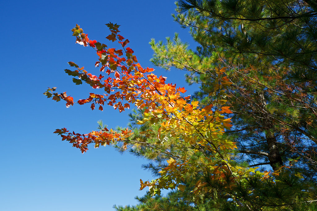 Colorful fall foliage at Joe Lake